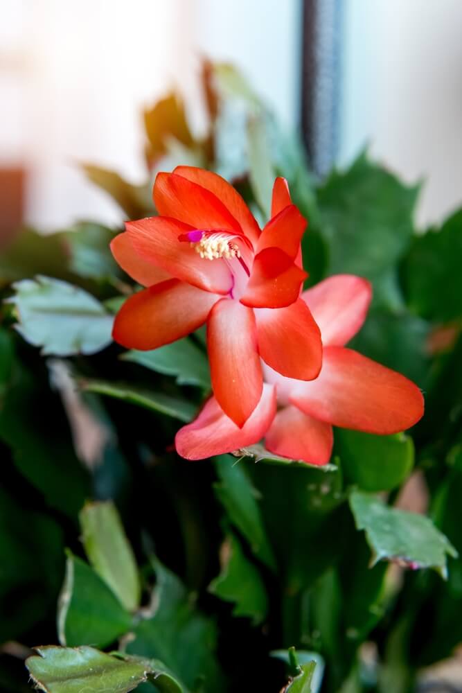 The native Brazilian flower, false Christmas cactus (Schlumbergera truncata), is noted for its beautiful blooms.