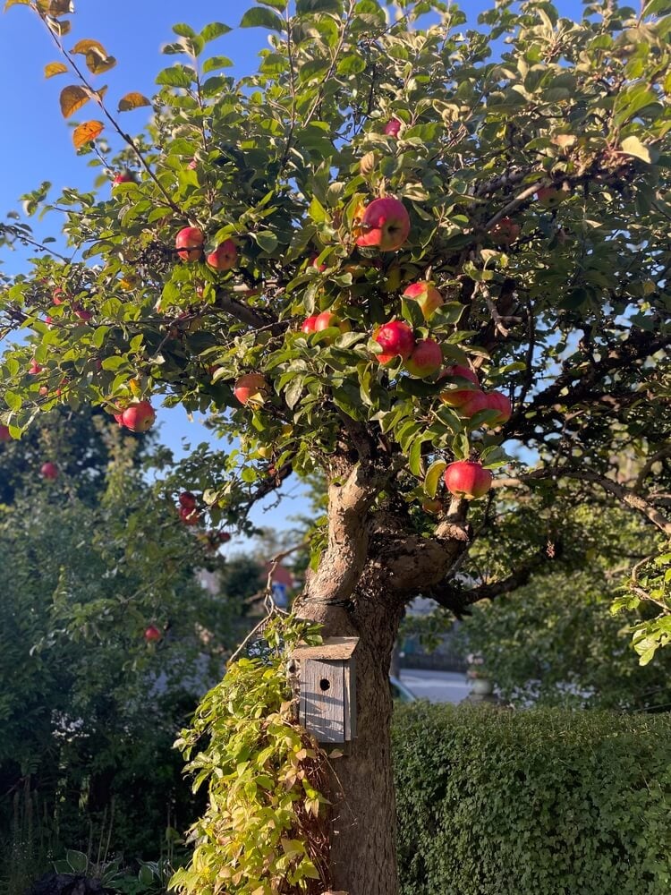 Norwegian apple tree with winter apples and a cozy birdhouse in the garden.