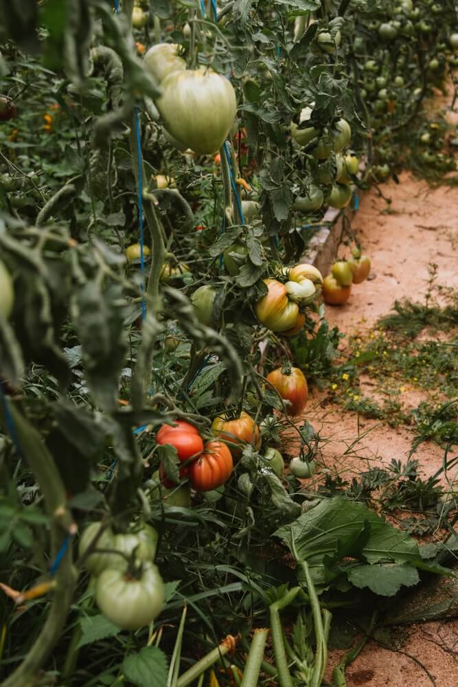 Nurturing nature with tomato permaculture and regenerative culture.