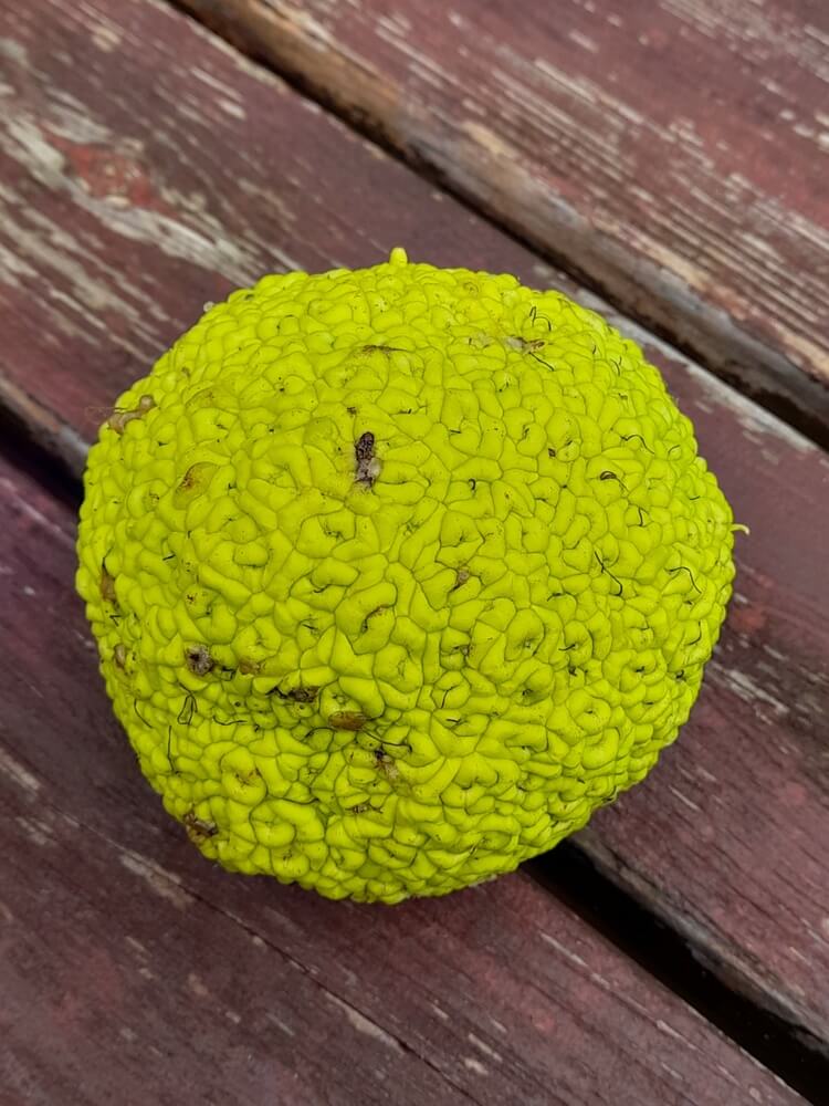One green Osage orange on the table.