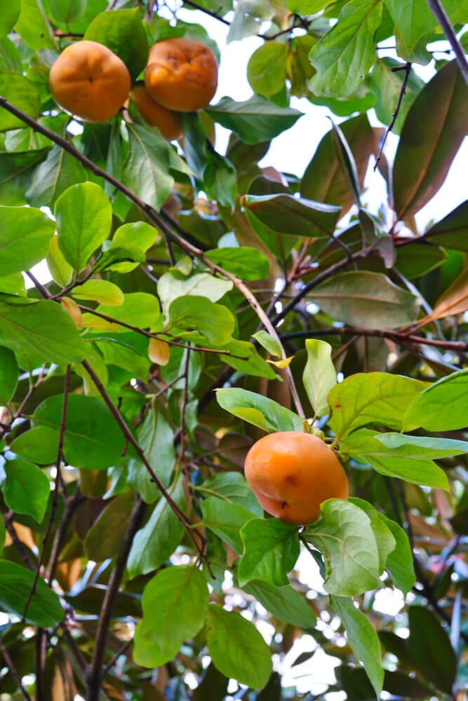 Orange persimmon kaki fruits growing in the food forest garden.