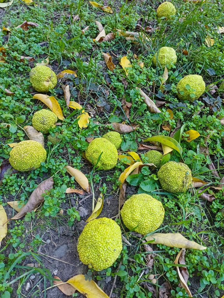 Osage oranges among fallen leaves.