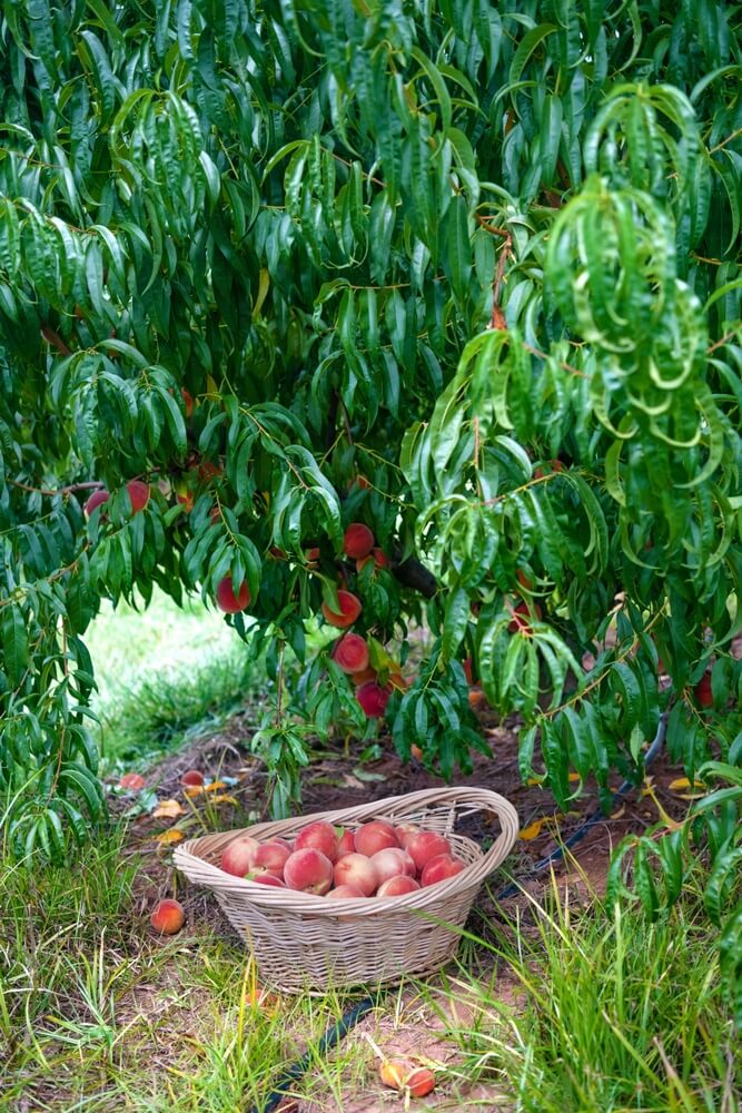 Picking peaches on a farm, wicker basket with ripe peaches under peach tree.