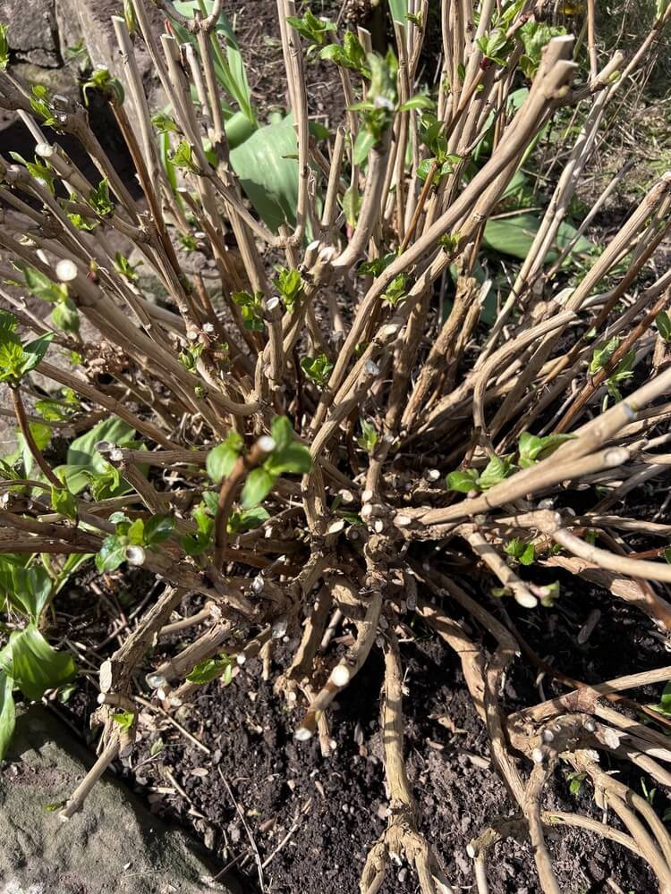 Pruned mophead hydrangea (Macrophylla) in developing garden.