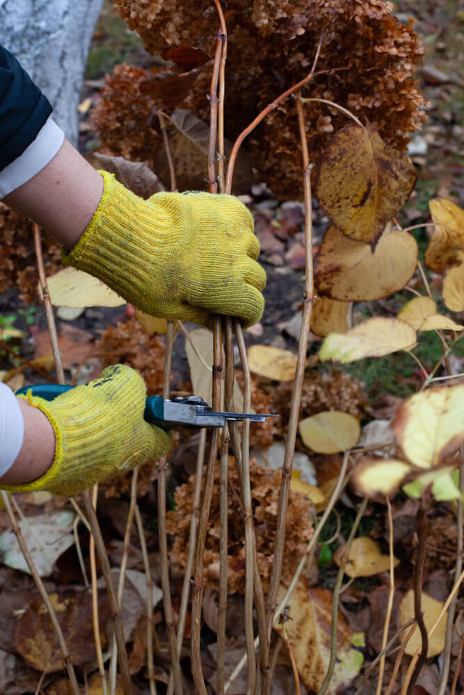 Pruning stems in autumn garden: gardener in yellow gloves pruning hydrangea shrub with pruner.