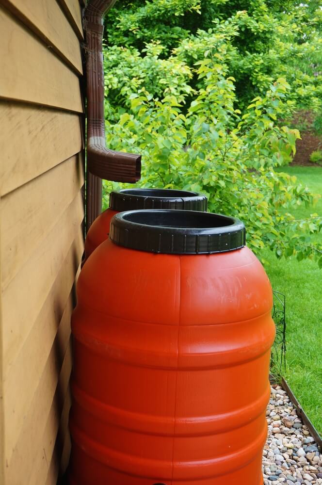 Rain barrels collecting water in the garden.
