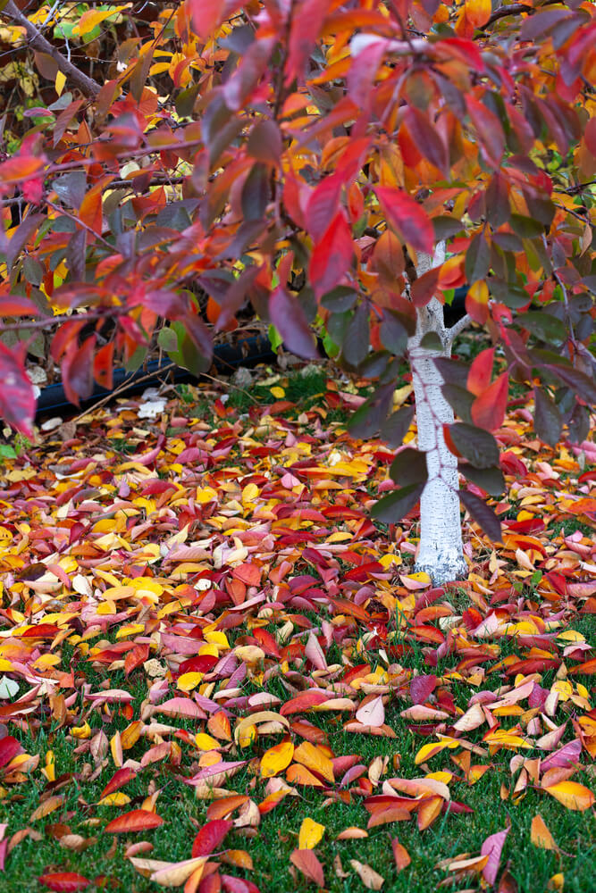 Red orange cherry tree losing autumn foliage.