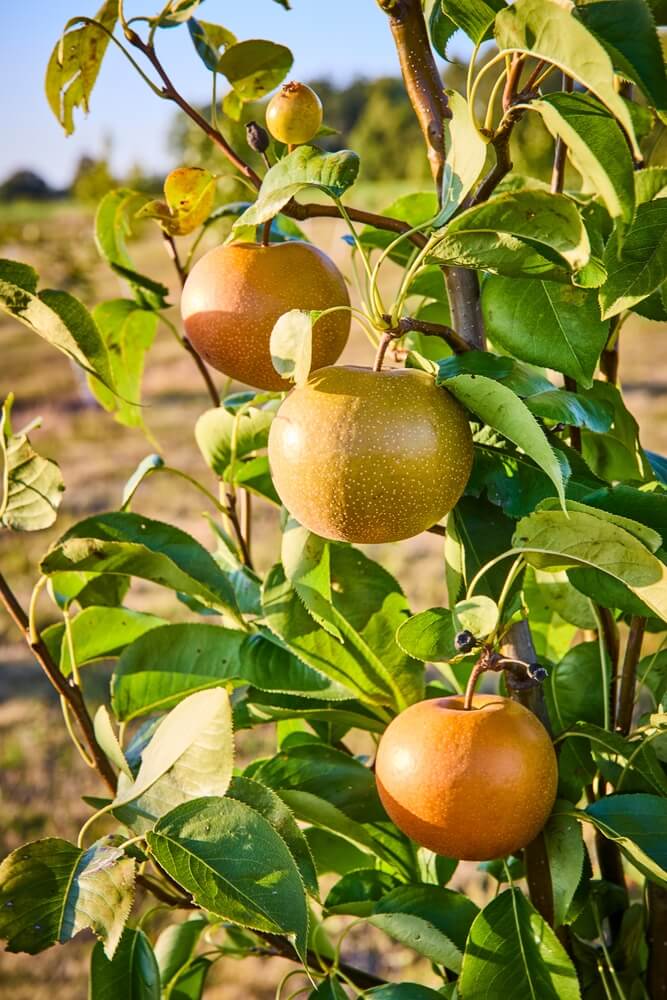 Ripe Asian pears growing on branches with a lovely golden hour glow.