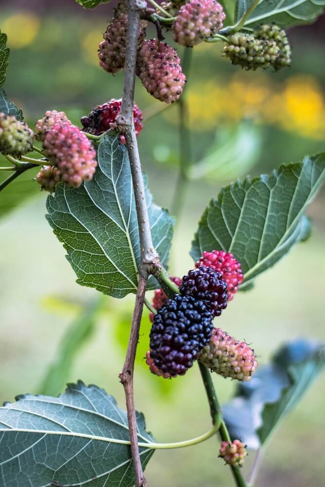 Ripe black mulberry morus nigra fruit growing on shrub.
