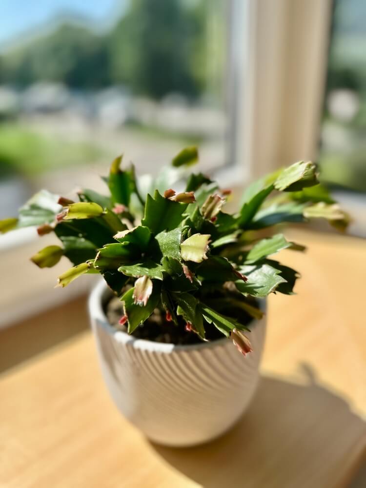 A Schlumbergera truncata is in a white pot on a lovely sunny windowsill.