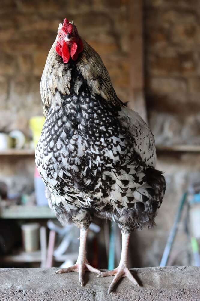 A silver-laced Wyandotte cockerel is standing on the barn wall.