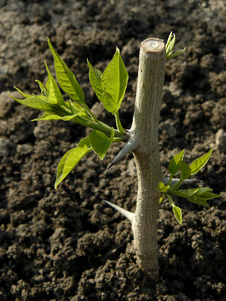 Small hedge apple tree transplanted in the garden.