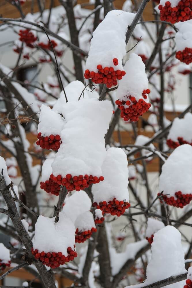 Snow collects on tree branches laden with mature red winterberries.