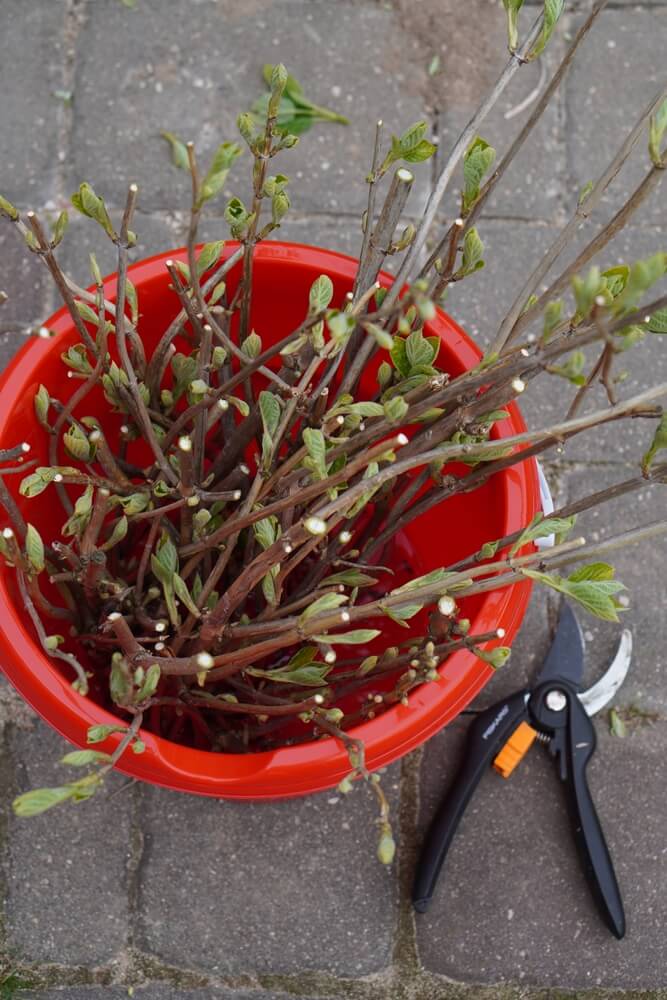Spring garden work: pruning hydrangea bush and collecting scraps for planting.