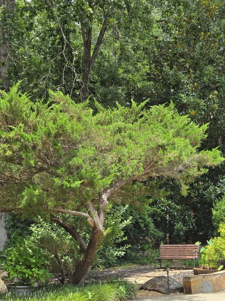 Stout and lovely cedar tree and bench in a private garden.