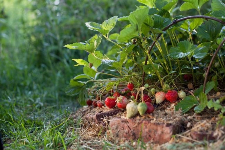 Strawberries growing in a designed permaculture kitchen garden.