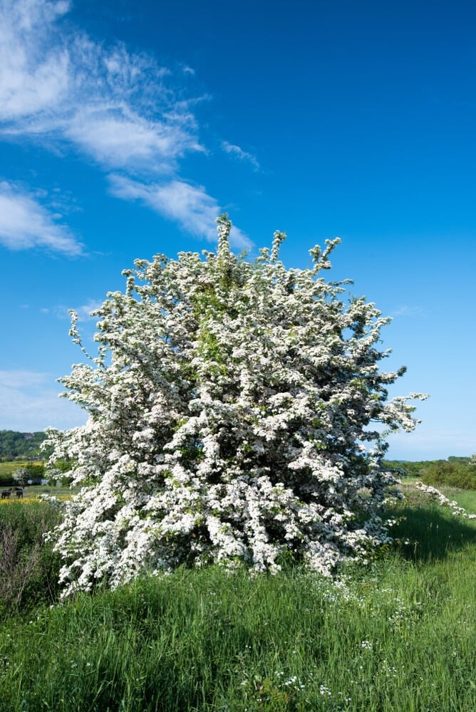 Stunning hawthorn tree in full bloom in the English countryside.