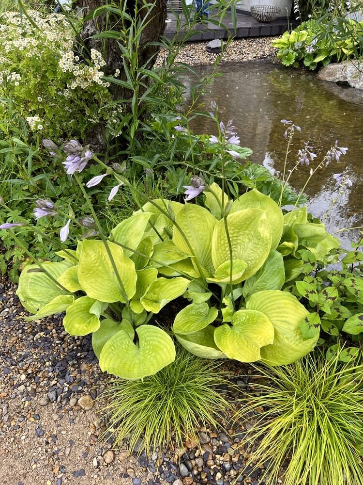 Sum And Substance hosta with lovely grasses growing in the backyard pond garden.