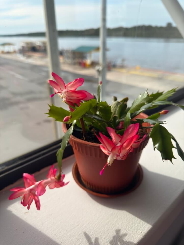 Thanksgiving cactus is growing in a sunny windowsill.