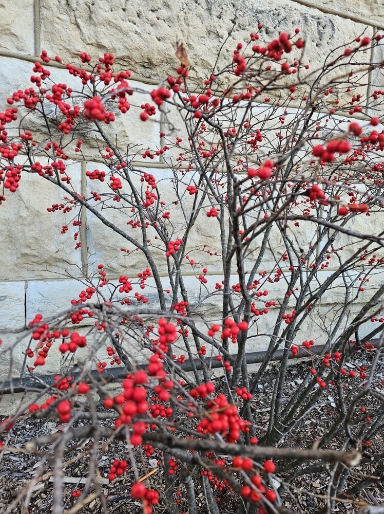 The American Winterberry, or Red Sprite, with lovely red berries.