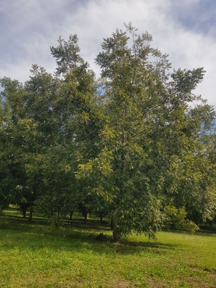 Thick and lush pecan tree growing wildly in nature.