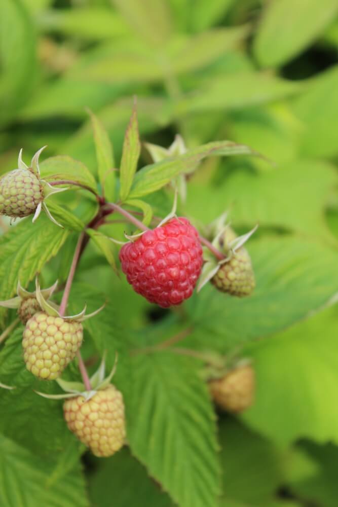 Thornless Rubus idaeus 'Glen Ample' raspberry shrub with red fruits.