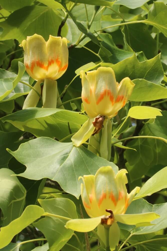 Three gorgeous cream and orange tulip tree flowers (Liriodendron tulipifera).