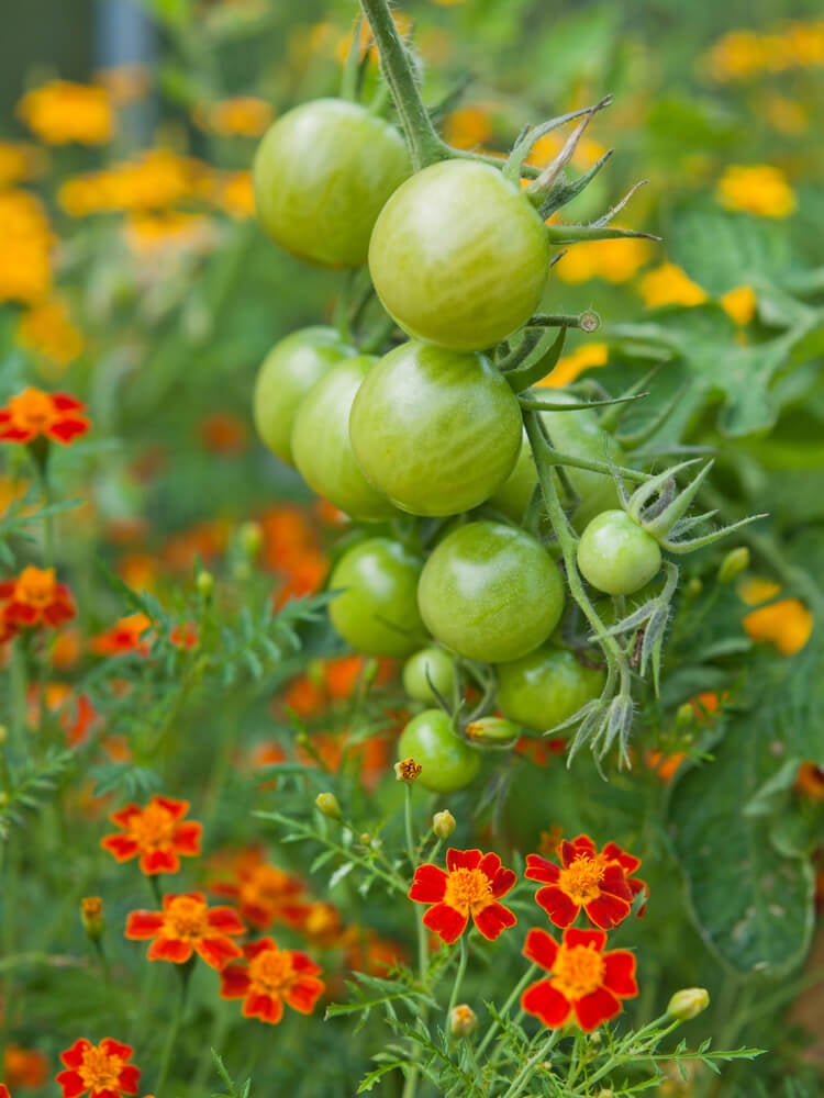 Tomato plants with green fruit and marigolds in permaculture.
