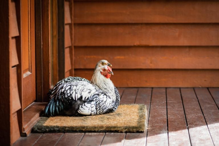 Two lovely Wyandotte chickens relaxing on a rug.