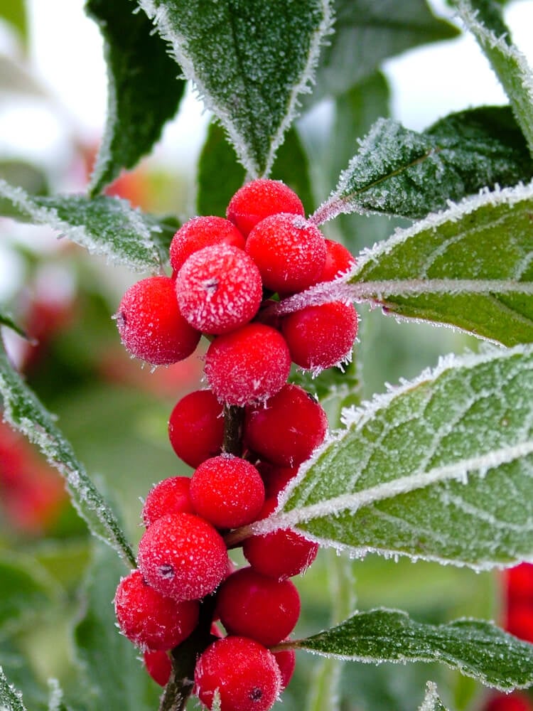 Vertical close-up of Winter Red Winterberry holly stem with frost-covered red berries and green leaves.