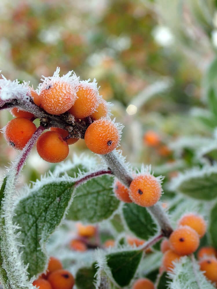 Vertical image of branch of Winter Gold Winterberry holly with frost-covered leaves and berries, with copy space.