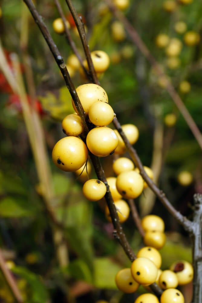 Vertical image of deciduous shrub, berry-heavy Winterberry holly showing yellow berries.