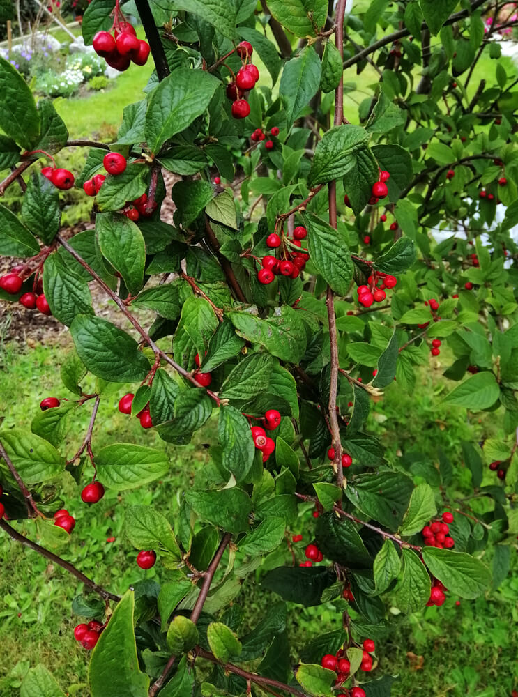 Vertical shot of Nanking cherry tree with delicious red fruits.