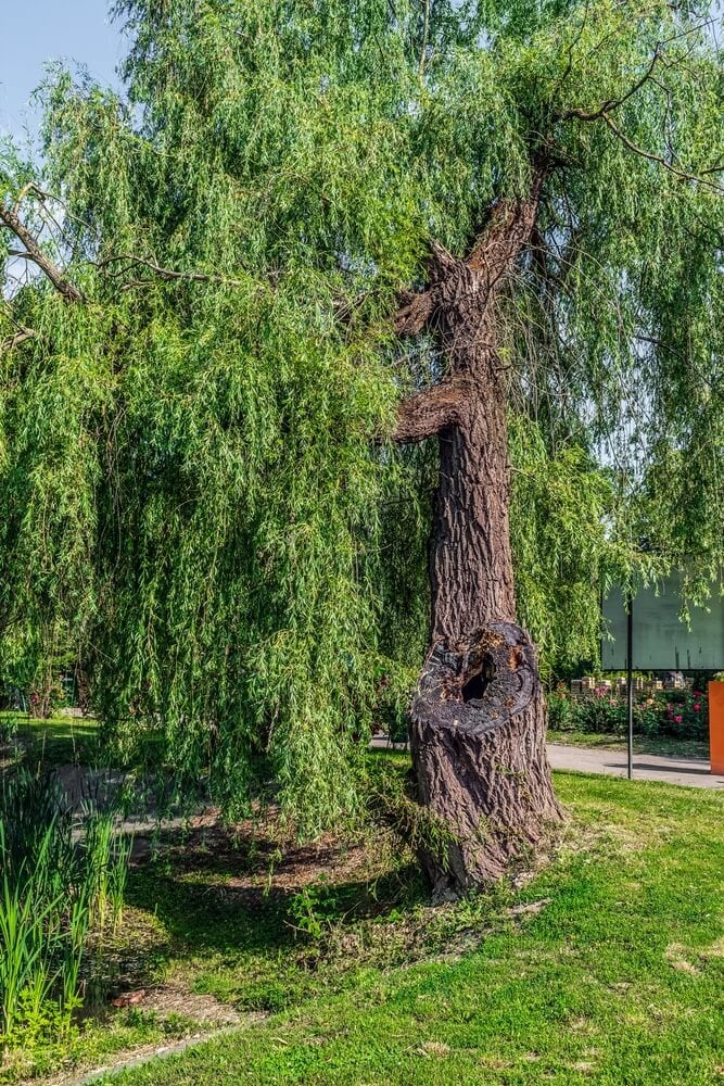 Very old, rotten yet resilient willow with green foliage.