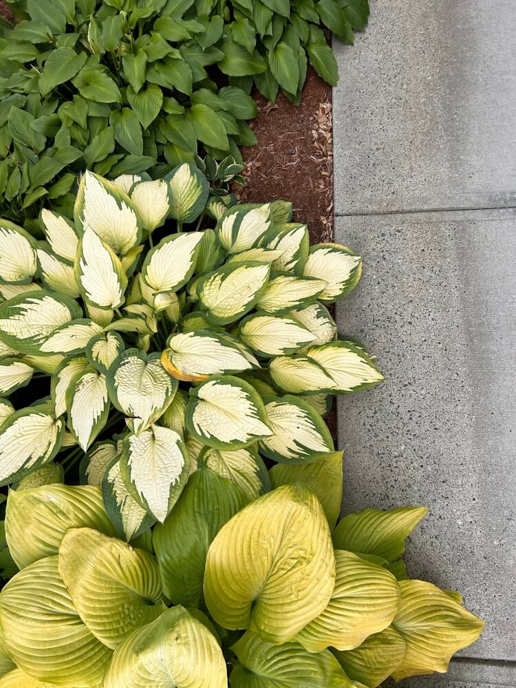 Walkway garden with several hosta varieties.