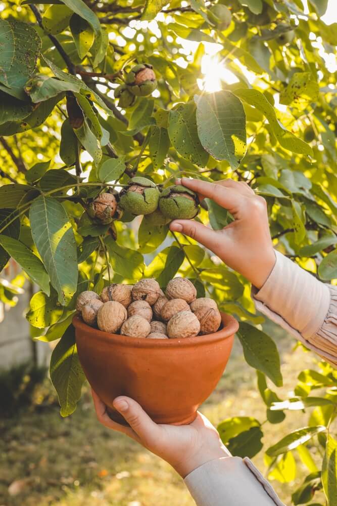 Walnut tree with big nuts in green shell, close-up during harvesting time.