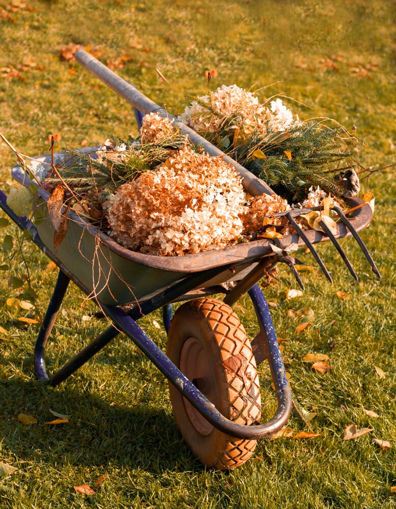 Wheelbarrow with pruned autumn hydrangea shoots, conifer branches, and shrubs for seasonal garden care.