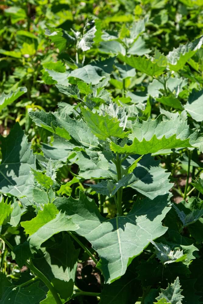 Wild Good King Henry blitum bonus-henricus growing in summer.