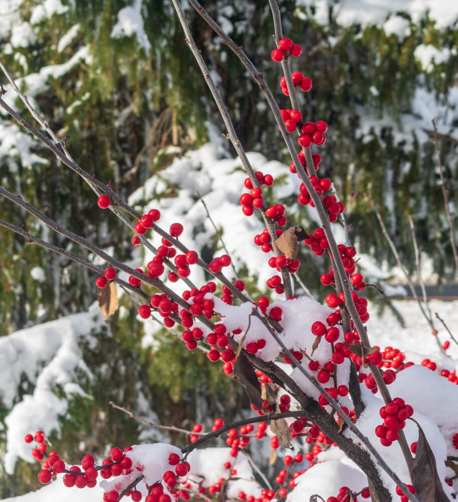 Winterberry branches and snow-covered pine tree.