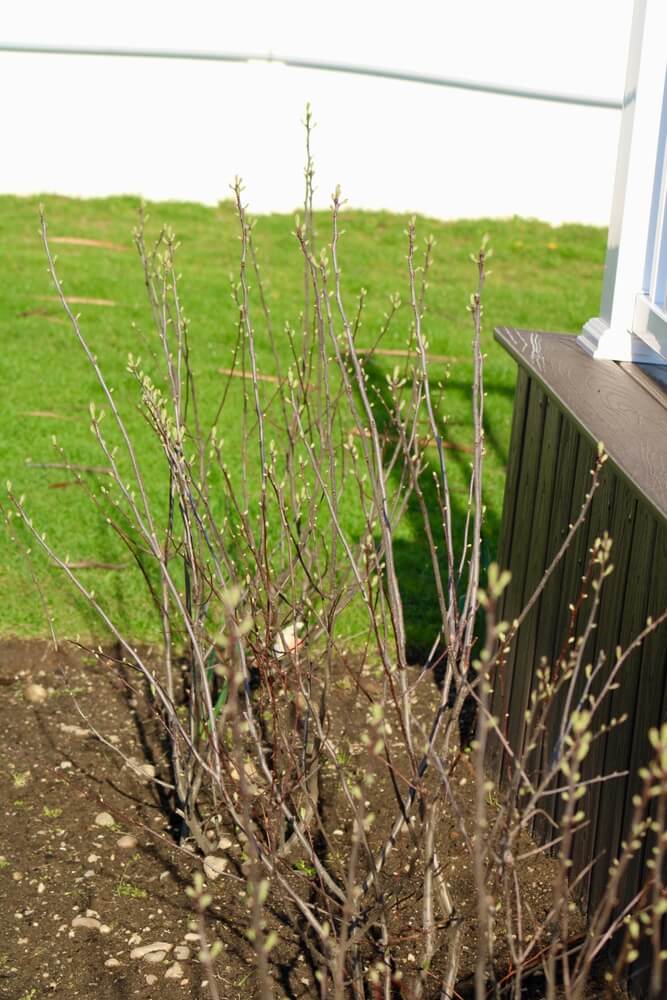 Winterberry bush with new leaves growing in spring.