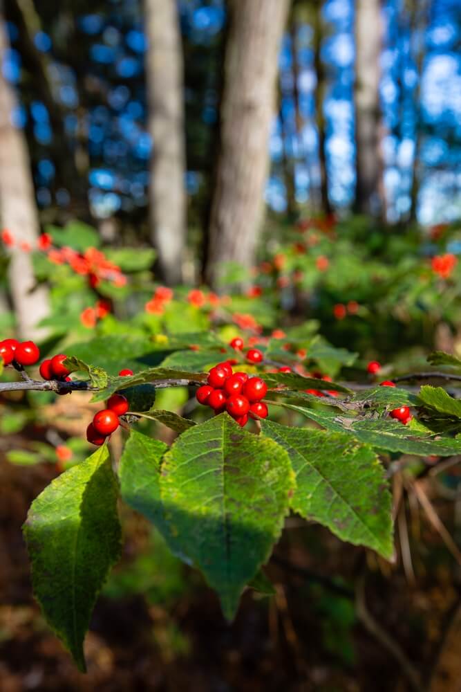 Winterberry (Ilex verticillata) growing in wooded area on a sunny day.