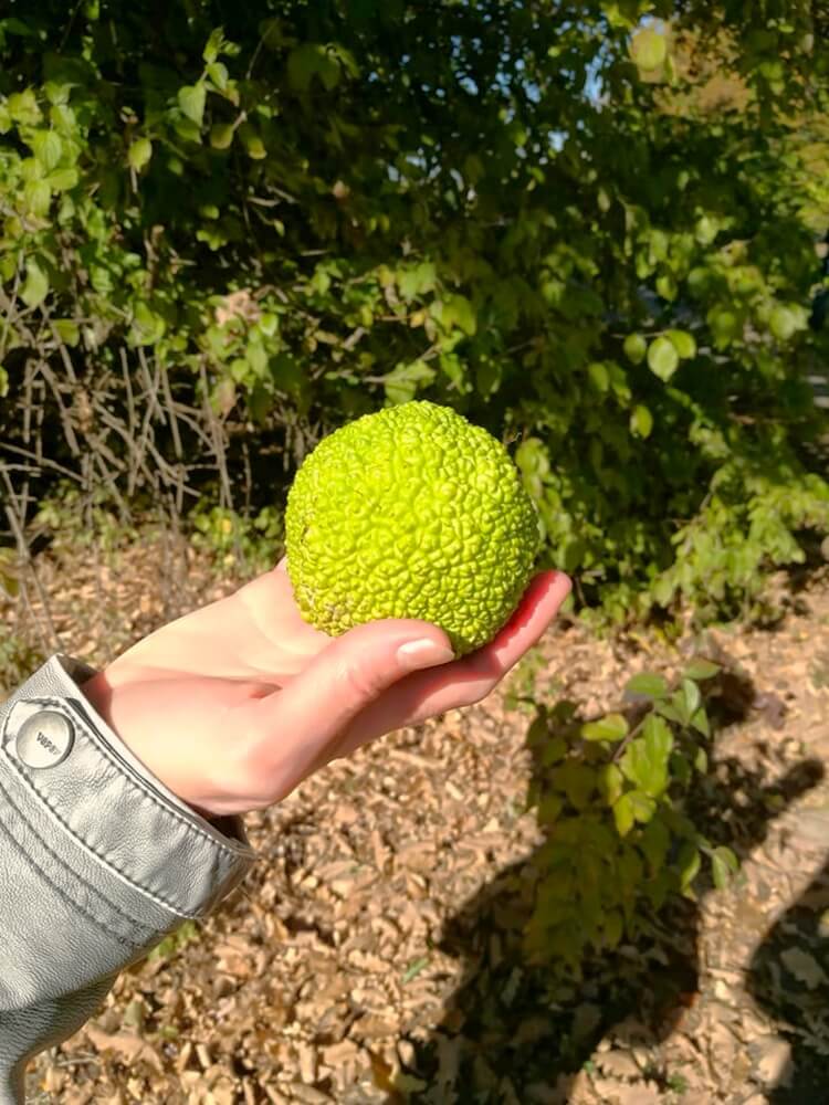 Woman holding bumpy green tennis ball-sized Osage orange fruit in hand with forest background.