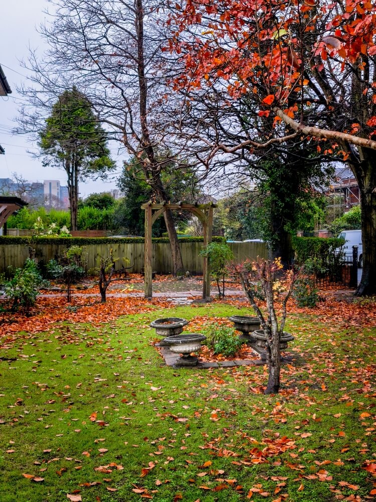 Yard with a bench and small tree that is losing red leaves in the fall.