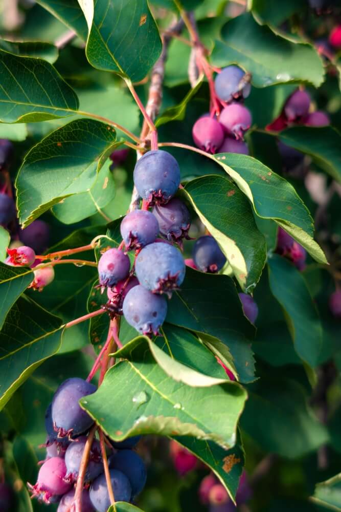 Yummy and delicious serviceberry fruits growing on branches in sunny garden.