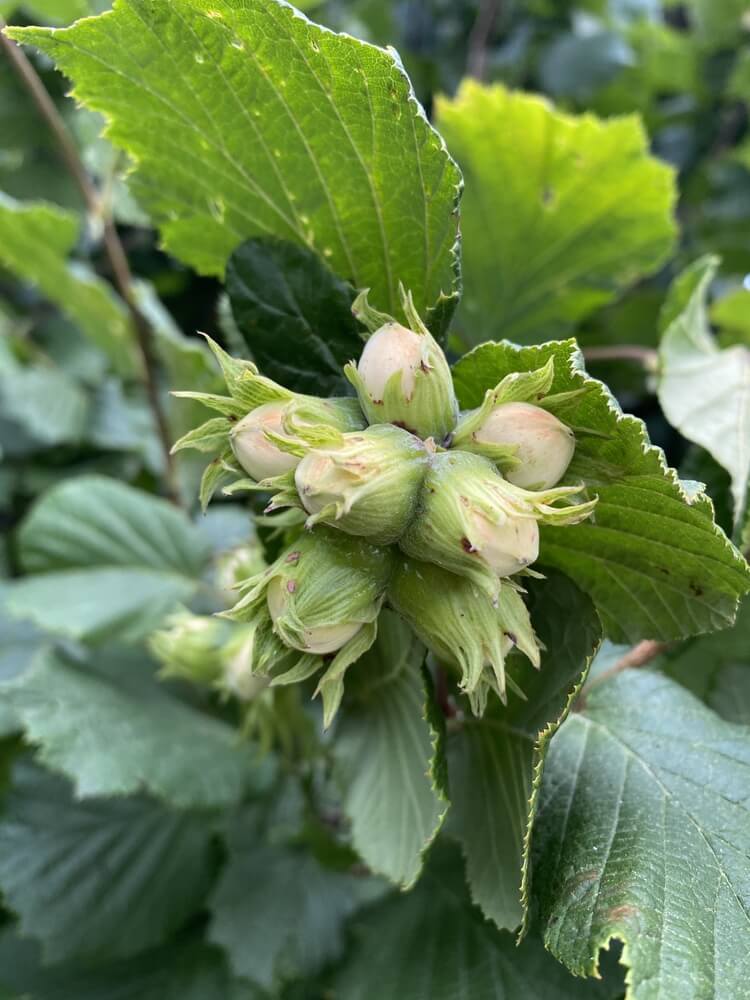Yummy hazelnuts growing on tree in backyard garden.