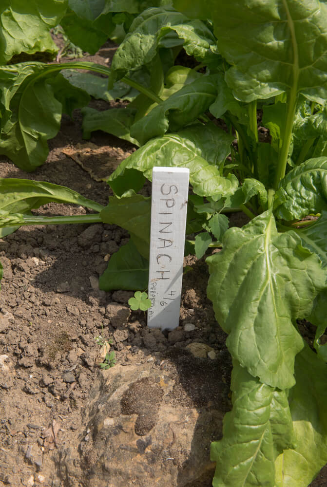 Yummy home grown organic perpetual spinach.