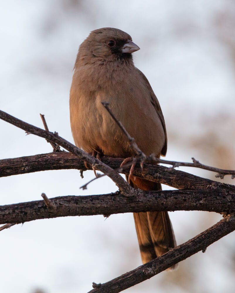 Abert's Towhee perched on a branch in the California desert near Salton Sea.