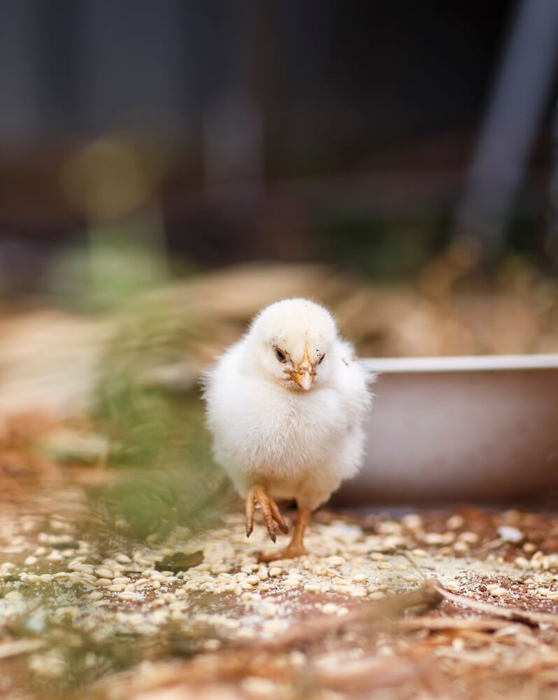 An adorable yellow baby chick is roaming in the backyard.