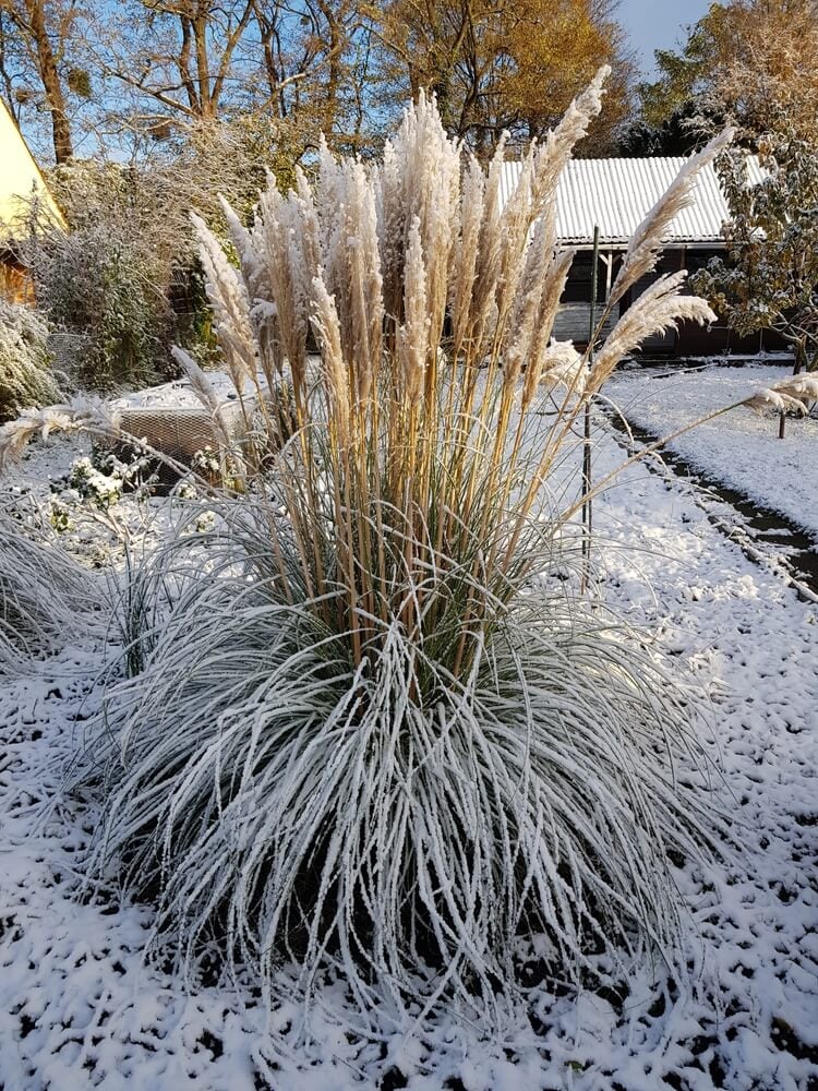 American pampas grass (Cortaderia selloana) growing in snowy weather.