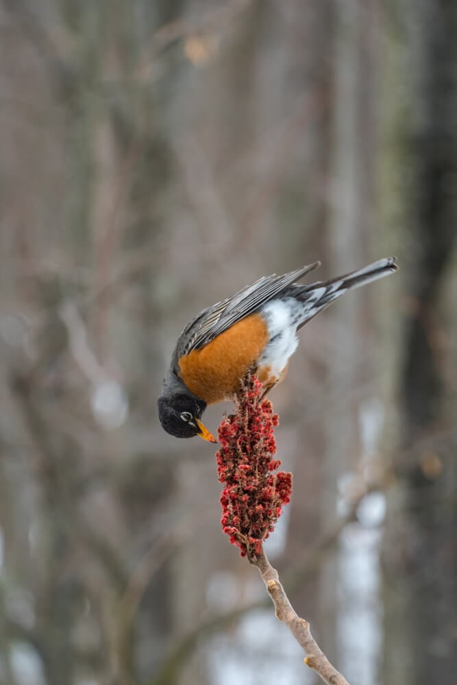 American robin eating sumac fruit; birds depend on sumac for winter food.